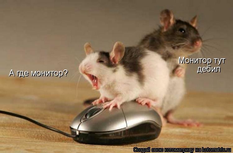 А где монитор? Монитор тут дебил... Котоматрица: А где монитор? Монитор тут дебил