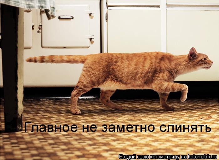 Главное не заметно слинять... Котоматрица: Главное не заметно слинять