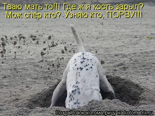 Котоматрица: Тваю мать то!!! Где ж я кость зарыл? Мож спёр кто? Узняю кто, ПОРВУ!!!