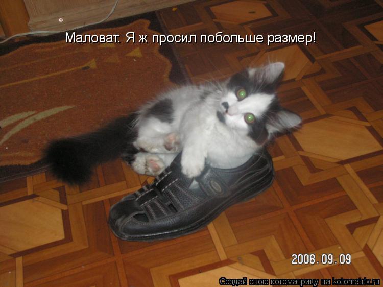 Маловат. Я ж просил побольше размер!... Котоматрица: Маловат. Я ж просил побольше размер!