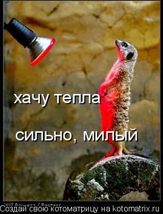 хачу тепла сильно, милый... Котоматрица: хачу тепла сильно, милый