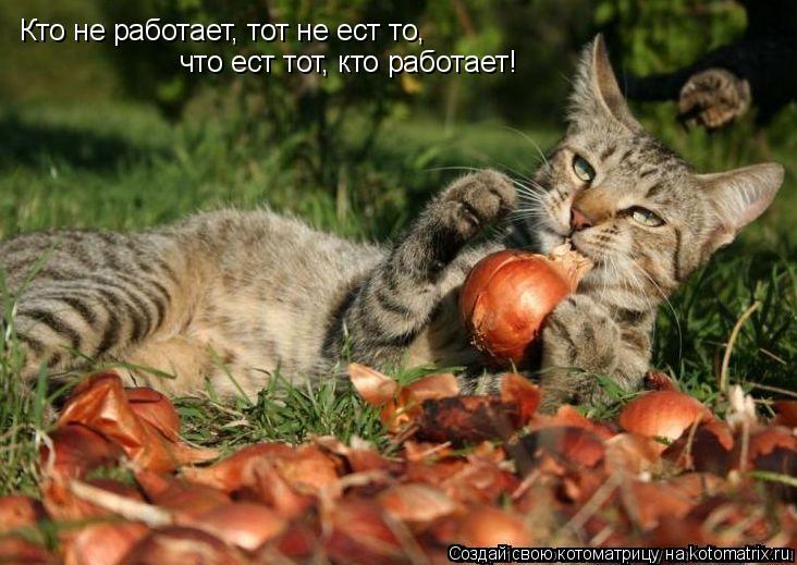 Кто не работает, тот не ест то, что ест тот, кто работает!... Котоматрица: Кто не работает, тот не ест то, что ест тот, кто работает!