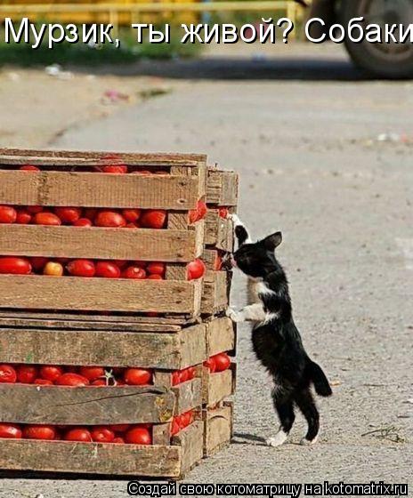 Мурзик, ты живой? Собаки убежали............. Котоматрица: Мурзик, ты живой? Собаки убежали..........