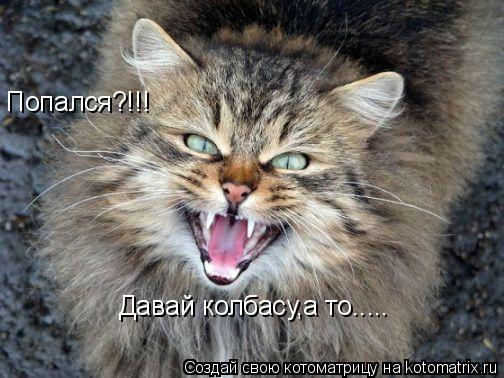 Попался?!!! Давай колбасу,а то........ Котоматрица: Попался?!!! Давай колбасу,а то.....