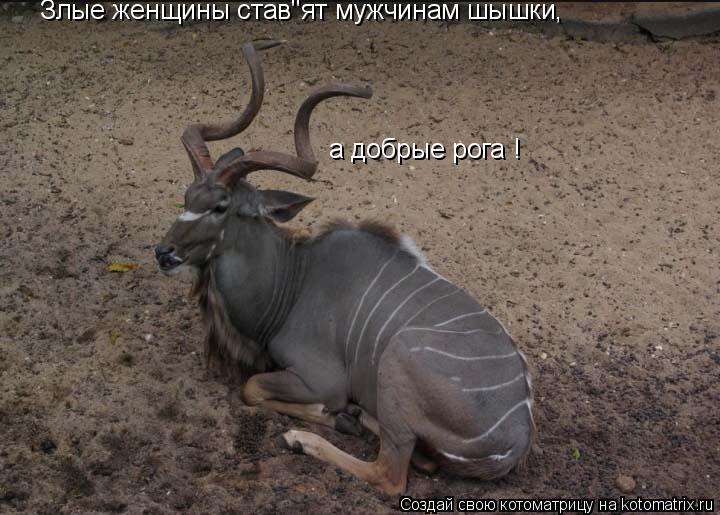 Злые женщины став"ят мужчинам шышки, а добрые рога !... Котоматрица: Злые женщины став"ят мужчинам шышки, а добрые рога !