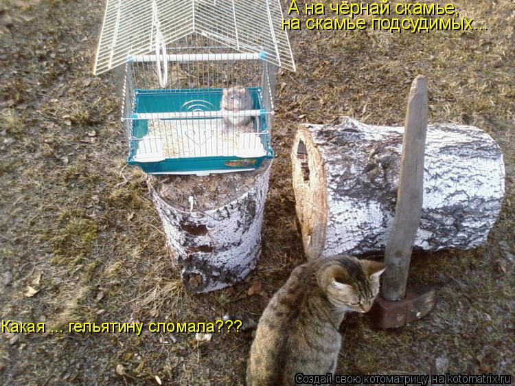 А на чёрнай скамье, на скамье подсудимых... Какая ... гельятину сломала???... Котоматрица: А на чёрнай скамье, на скамье подсудимых... Какая ... гельятину сломала???