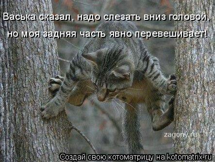 Васька сказал, надо слезать вниз головой, но моя задняя часть явно перевешивает!... Котоматрица: Васька сказал, надо слезать вниз головой, но моя задняя часть явно перевешивает!