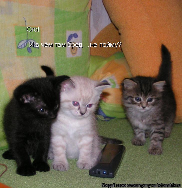 Ого! И в чём там бред....не пойму?... Котоматрица: Ого! И в чём там бред....не пойму?