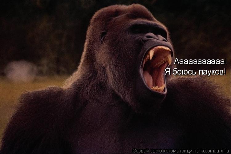 Ааааааааааа! Я боюсь пауков!... Котоматрица: Ааааааааааа! Я боюсь пауков!
