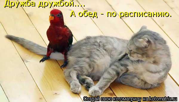 Дружба дружбой.... А обед - по расписанию.... Котоматрица: Дружба дружбой.... А обед - по расписанию.