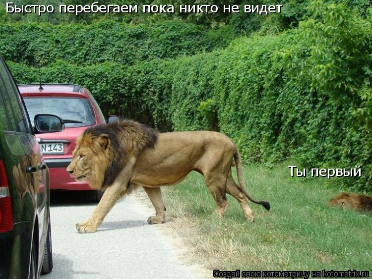 Котоматрица: Быстро перебегаем пока никто не видет Ты первый