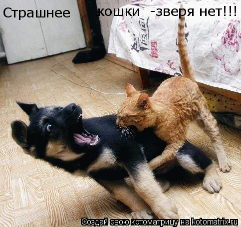Страшнее кошки -зверя нет!!!... Котоматрица: Страшнее кошки -зверя нет!!!
