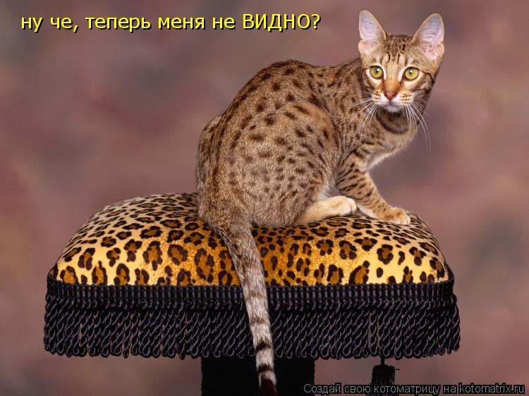 ну че, теперь меня не ВИДНО?... Котоматрица: ну че, теперь меня не ВИДНО?