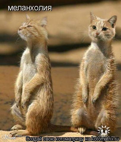 меланхолия... Котоматрица: меланхолия