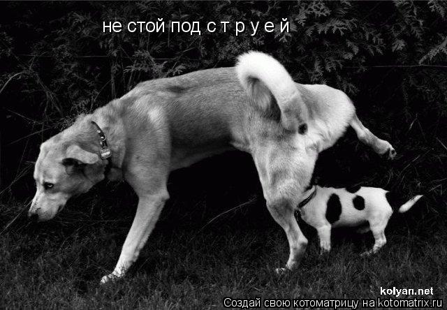 не стой под с т р у е й... Котоматрица: не стой под с т р у е й