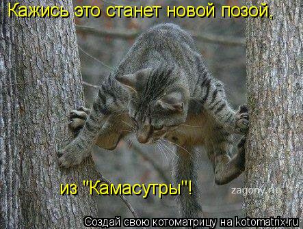 Кажись это станет новой позой, из "Камасутры"!... Котоматрица: Кажись это станет новой позой, из "Камасутры"!