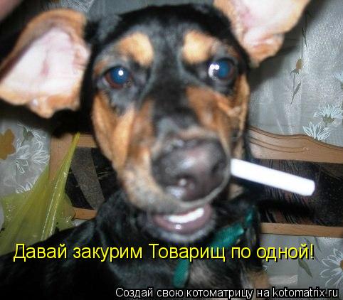 Давай закурим Товарищ по одной!... Котоматрица: Давай закурим Товарищ по одной!