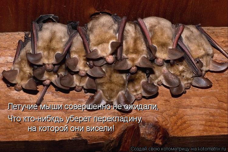 Летучие мыши совершенно не ожидали, Что кто-нибкдь уберет перекладину, на которой они висели!... Котоматрица: Летучие мыши совершенно не ожидали, Что кто-нибкдь уберет перекладину, на которой они висели!