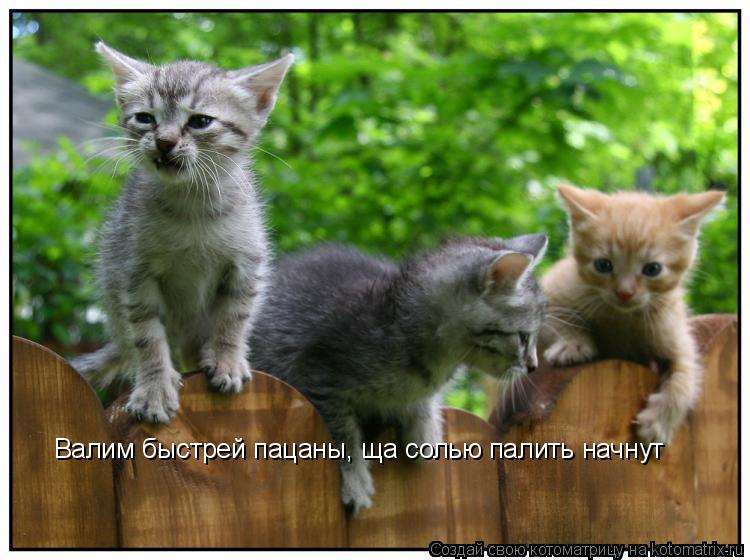 Валим быстрей пацаны, ща солью палить начнут... Котоматрица: Валим быстрей пацаны, ща солью палить начнут