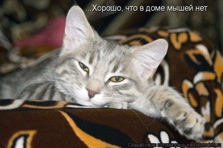 ...Хорошо, что в доме мышей нет... Котоматрица: ...Хорошо, что в доме мышей нет