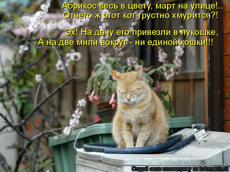 Абрикос весь в цвету, март на улице!.. Отчего ж этот кот грустно хмурится?! Эх! На дачу его привезли ... Котоматрица: Абрикос весь в цвету, март на улице!.. Отчего ж этот кот грустно хмурится?! Эх! На дачу его привезли в лукошке, А на две мили вокруг - ни единой