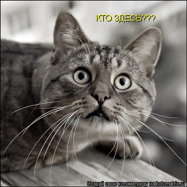 Котоматрица: КТО ЗДЕСЬ???