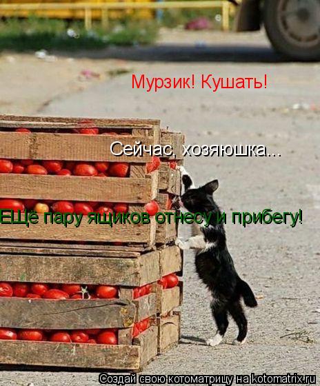 Мурзик! Кушать! Сейчас, хозяюшка... ЕЩё пару ящиков отнесу и прибегу!... Котоматрица: Мурзик! Кушать! Сейчас, хозяюшка... ЕЩё пару ящиков отнесу и прибегу!
