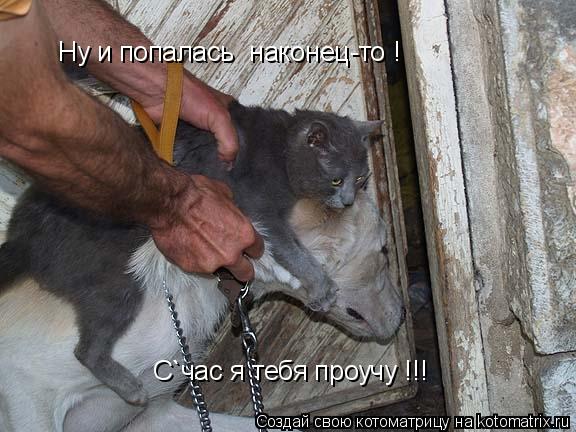 Ну и попалась наконец-то ! С`час я тебя проучу !!!... Котоматрица: Ну и попалась наконец-то ! С`час я тебя проучу !!!