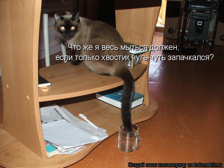 Котоматрица: Что же я весь мыться должен,  если только хвостик чуть-чуть запачкался?