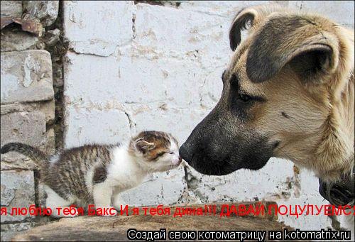 я люблю тебя Бакс.И я тебя дина!!! ДАВАЙ ПОЦУЛУЕМСЯ!!!!!!!!... Котоматрица: я люблю тебя Бакс.И я тебя дина!!! ДАВАЙ ПОЦУЛУЕМСЯ!!!!!!!!