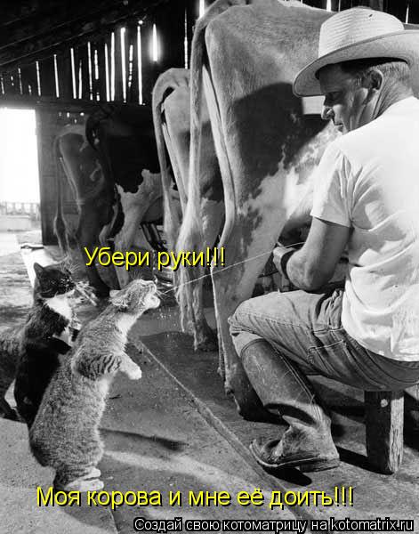 Котоматрица: Убери руки!!! Моя корова и мне её доить!!!