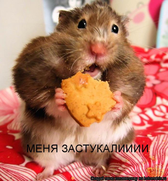 МЕНЯ ЗАСТУКАЛИИИИ... Котоматрица: МЕНЯ ЗАСТУКАЛИИИИ