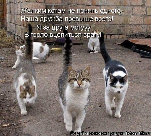 Жалким котам не понять одного Наша дружба превыше всего! Я за друга могууу В горло вцепиться врагу! -... Котоматрица: Жалким котам не понять одного Наша дружба превыше всего! Я за друга могууу В горло вцепиться врагу! -