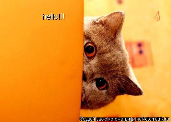 hello!!!... Котоматрица: hello!!!