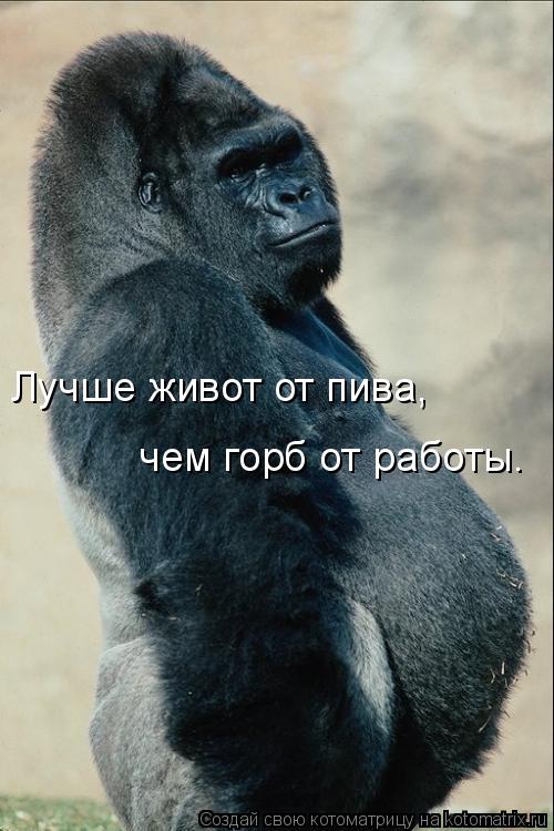 Лучше живот от пива, чем горб от работы.... Котоматрица: Лучше живот от пива, чем горб от работы.