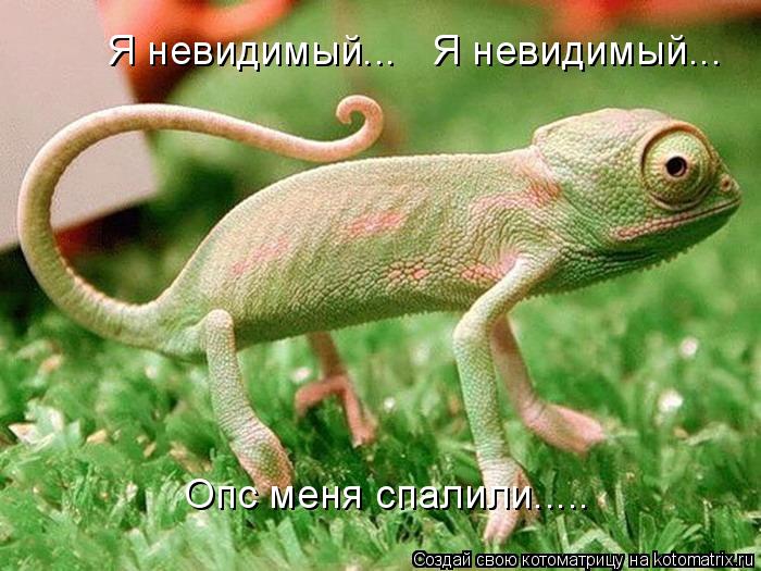 Я невидимый... Я невидимый... Опс меня спалили........ Котоматрица: Я невидимый... Я невидимый... Опс меня спалили.....