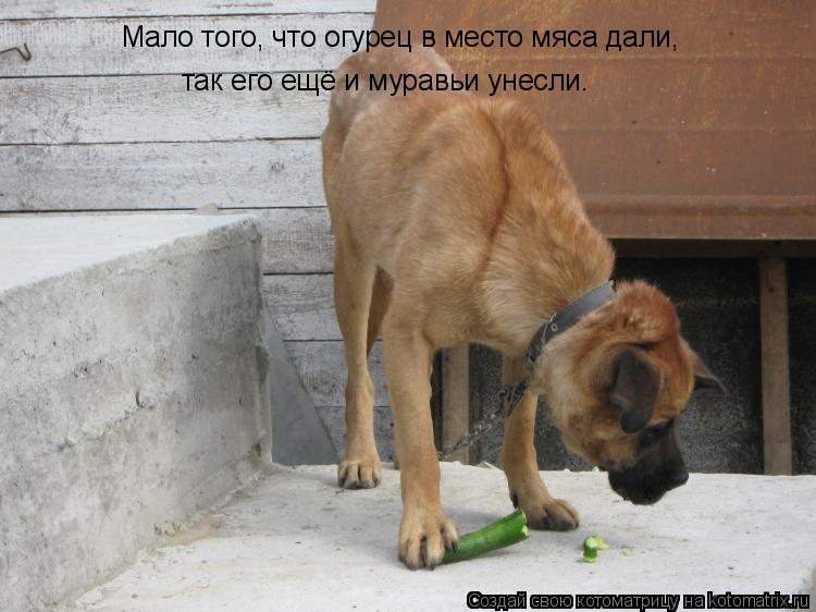 Мало того, что огурец в место мяса дали, так его ещё и муравьи унесли.... Котоматрица: Мало того, что огурец в место мяса дали, так его ещё и муравьи унесли.