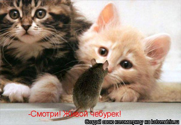 -Смотри! Живой чебурек!... Котоматрица: -Смотри! Живой чебурек!