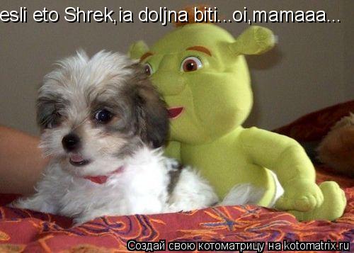 esli eto Shrek,ia doljna biti...oi,mamaaa...... Котоматрица: esli eto Shrek,ia doljna biti...oi,mamaaa...