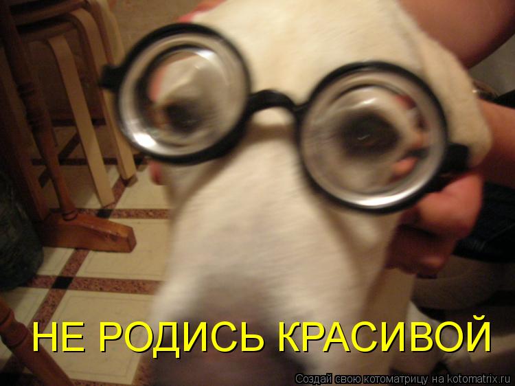НЕ РОДИСЬ КРАСИВОЙ... Котоматрица: НЕ РОДИСЬ КРАСИВОЙ