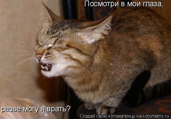 Посмотри в мои глаза, разве могу я врать?... Котоматрица: Посмотри в мои глаза, разве могу я врать?