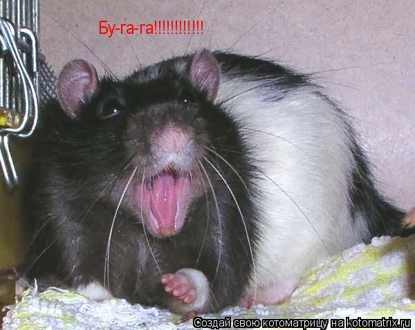 Бу-га-га!!!!!!!!!!!!... Котоматрица: Бу-га-га!!!!!!!!!!!!