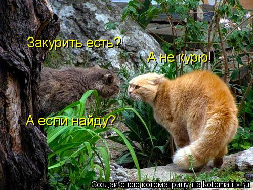 Закурить есть? А не курю! А если найду?... Котоматрица: Закурить есть? А не курю! А если найду?