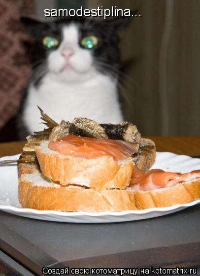 samodestiplina...... Котоматрица: samodestiplina...