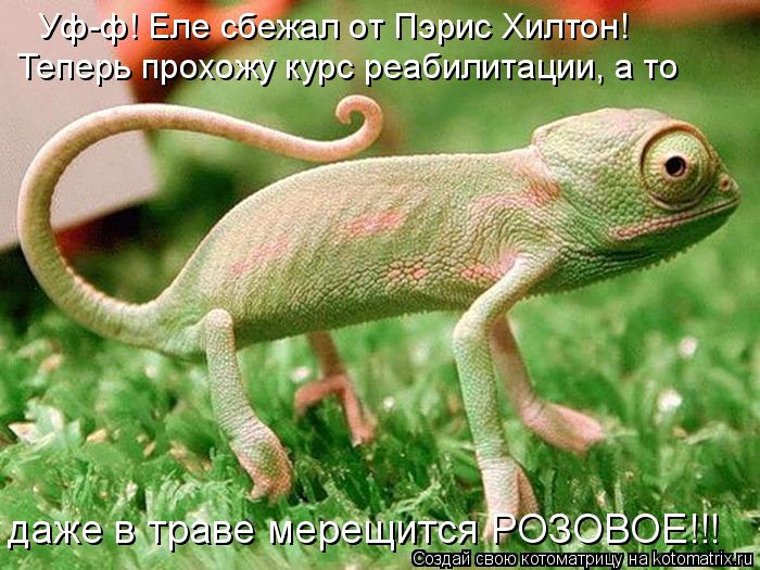 Уф-ф! Еле сбежал от Пэрис Хилтон! Теперь прохожу курс реабилитации, а то даже в траве мерещится РОЗОВ... Котоматрица: Уф-ф! Еле сбежал от Пэрис Хилтон! Теперь прохожу курс реабилитации, а то даже в траве мерещится РОЗОВОЕ!!!