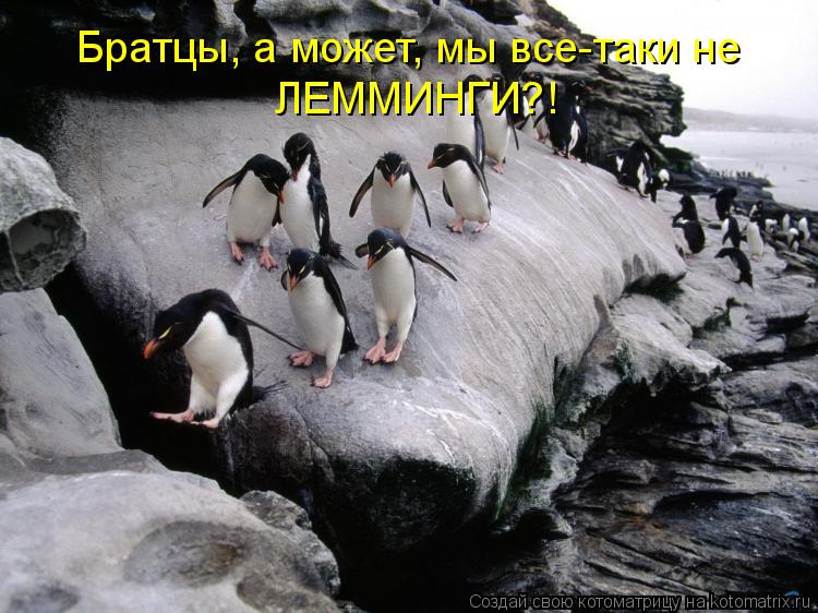 Братцы, а может, мы все-таки не ЛЕММИНГИ?!... Котоматрица: Братцы, а может, мы все-таки не ЛЕММИНГИ?!
