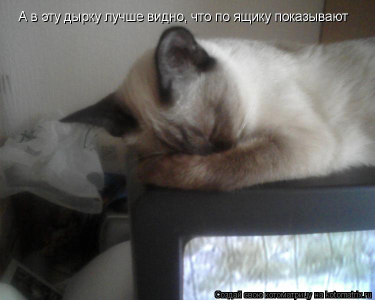 А в эту дырку лучше видно, что по ящику показывают... Котоматрица: А в эту дырку лучше видно, что по ящику показывают