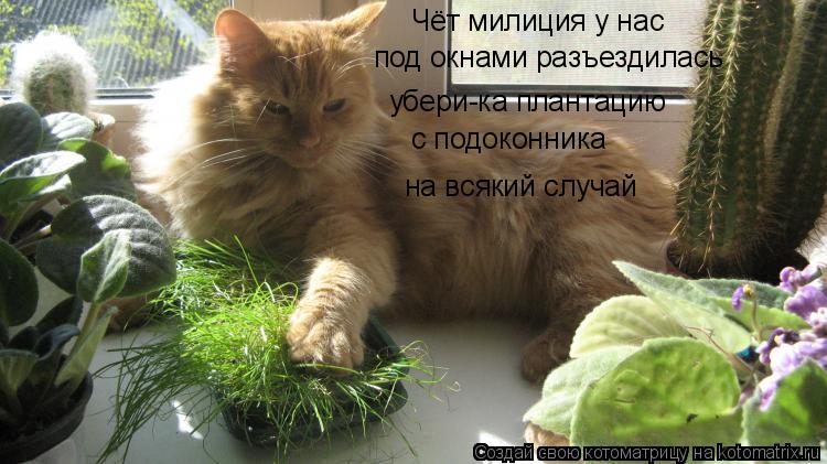 Чёт милиция у нас под окнами разъездилась убери-ка плантацию на всякий случай с подоконника... Котоматрица: Чёт милиция у нас под окнами разъездилась убери-ка плантацию на всякий случай с подоконника