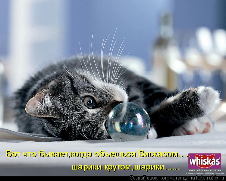 Вот что бывает,когда объешься Вискасом..... шарики кругом,шарики......... Котоматрица: Вот что бывает,когда объешься Вискасом..... шарики кругом,шарики......
