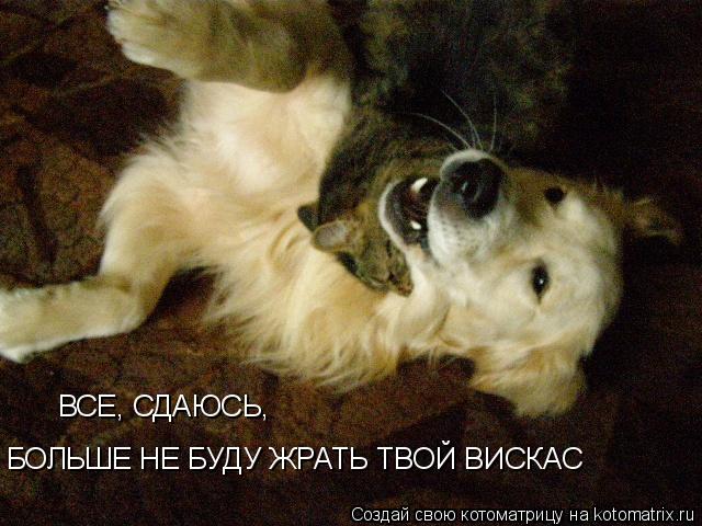 БОЛЬШЕ НЕ БУДУ ЖРАТЬ ТВОЙ ВИСКАС ВСЕ, СДАЮСЬ,... Котоматрица: БОЛЬШЕ НЕ БУДУ ЖРАТЬ ТВОЙ ВИСКАС ВСЕ, СДАЮСЬ,